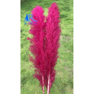 Rarin ดอกเลา (สีชมพู บานเย็น จำนวน 5 ก้าน)( ขนาด 70-90 cm.) ดอกรวมก้าน เป็นดอกไม้ธรรมชาติ  ดอกฟุ้งฟิ้ง