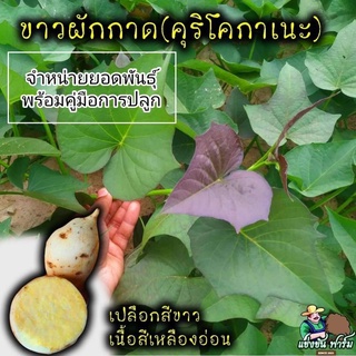 กิ่งพันธุ์มันหวานญี่ปุ่น : ขาวผักกาด (ชุด 50 กิ่งพันธุ์)