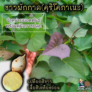 กิ่งพันธุ์มันหวานญี่ปุ่น : ขาวผักกาด (ชุด 50 กิ่งพันธุ์)