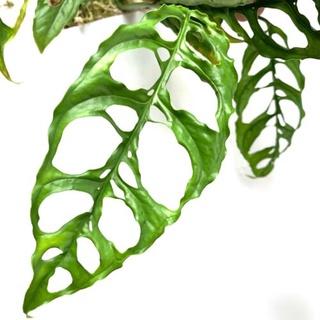 Monstera obliqua peru (โอบิกัว)