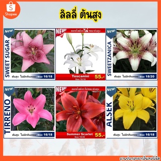 ลิลลี่ (Lilium) หัวลิลลี่ ต้นสูงไม่มีกลิ่น พร้อมปลูก นำเข้าจากเนเธอร์แลนด์