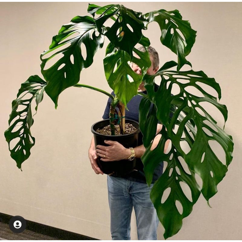 พร้อมส่ง  Monstera Acacoya Guensis ไม้หายาก ไม้สะสม