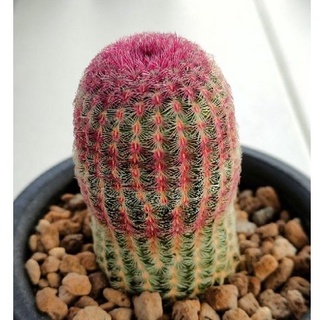 Cake Cactus Farm กระบองเพชร Echinocereus pectinatus  rainbow  เรนโบว์