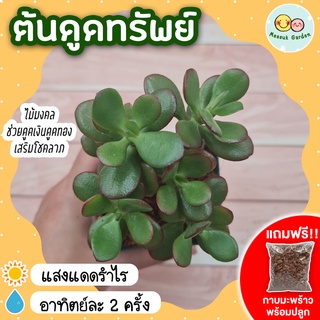 [แถมกาบมะพร้าวพร้อมปลูก] ต้นดูดทรัพย์ คลาสซูล่า กระถาง 3 นิ้ว ต้นไม้สวรรค์ ต้นใบเงิน ต้นไม้แห่งความสุข ดูดทรัพย์Crassula