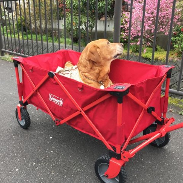 Coleman Outdoor Wagon #Red รถเข็นอเนกประสงค์ รับนำ้หนักได้ 100 kg. - รูปที่ 6