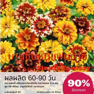 เมล็ดพันธุ์ ดอกบานชื่นหนูแฟนตาซี 125 เมล็ด Zinnia Fantasy บานชื่น ✅ราคาถูก🪴ปลูกง่าย ดอกสวยมาก🔥ซื้อ10แถม1 คละได้🔥