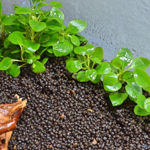 สารย่อยดิน Aqua สําหรับปลูก aquascape S001