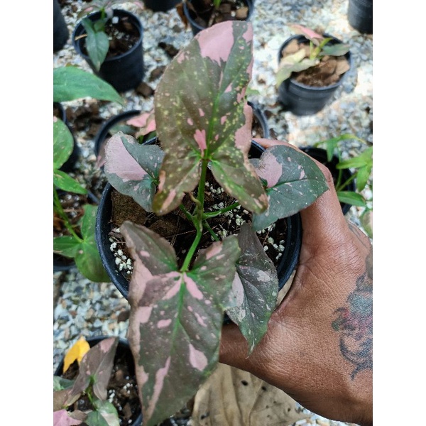 เงินไหลมาด่างชมพู (พิ้งค์สแปชช็อคโกเเลต)Syngonium Phodophyllum Pink Splash🌱