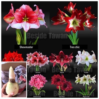 ว่าน​สี่​ทิศ​นำ​เข้า​จากเ​นเ​ธ​อร์แลนด์​ (Amaryllis)พร้อม​ปลูก​ดอกสวยๆ