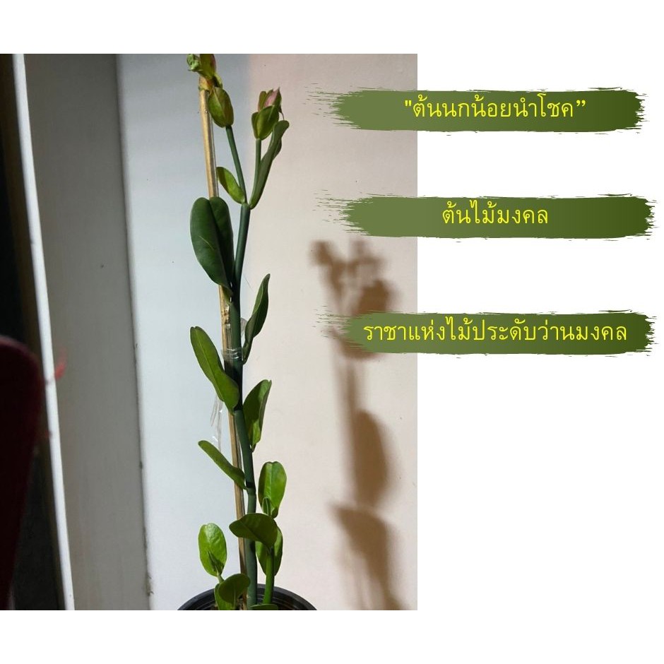 กิ่งต้นนกน้อยเรียกทรัพย์ เศรษฐีนิยม นกน้อยนำโชค ราชาแห่งไม้ประดับว่านมงคล