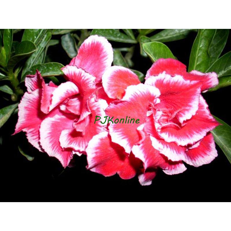 แซนตาครอส ต้นชวนชม ดอกซ้อน adenium desert rose plant