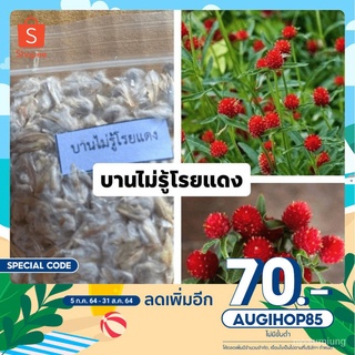 เมล็ด ขายดี/⚡️ลด 70.- โค้ด AUGIHOP85⚡️เมล็ดพันธุ์ ดอกไม้ ดอกบานไม่รู้โรย สีแดง ☘️บานไม่รู้โรยสต/อินทรีย์ คละ สวนครัว ดอก