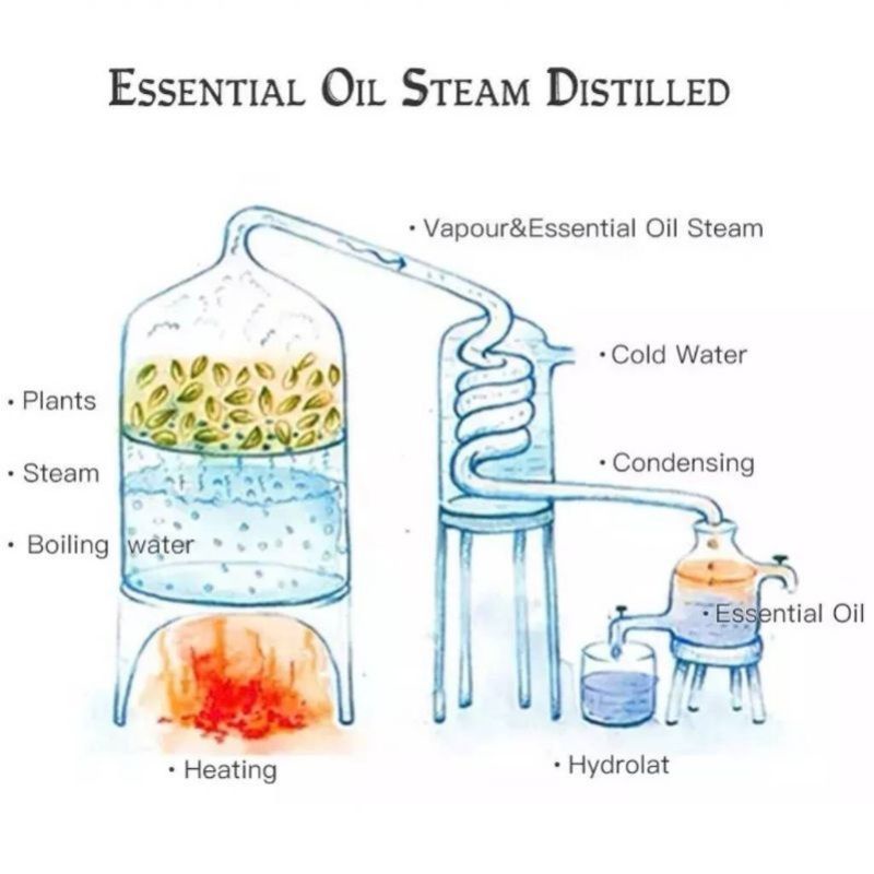 j.aroma น้ำมันหอมระเหยมะลิ สกัดจากธรรมชาติ 100% j.aroma Jasmine essential oil 100% Natural - รูปที่ 2