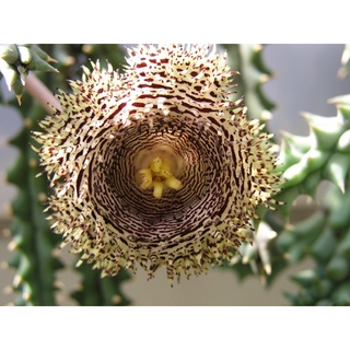 หน่อเด็ดสดเก๋งจีน Huernia Hystrix