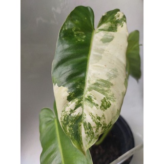 ฟิโล เบอร์เบิ้ลมาร์ค ด่าง Philodendron Burle Marx Variegated ไม้ด่าง กระแสแรง เลือกต้นได้