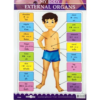 MY BODY EXTERNAL ORGANS #PT002 ภาพโปสเตอร์ 3 ภาษา ไทย อังกฤษ จีน(ขนาดเล็ก)