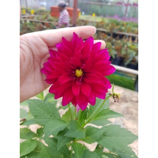 ต้นดอกรักเร่ ดาเลีย Dahlia🌺