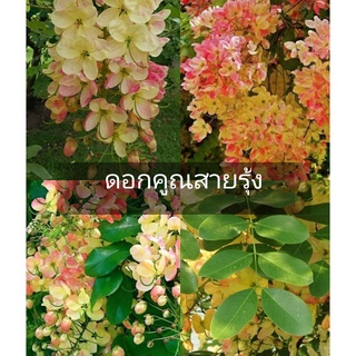 (รับ1ต้น)(เสียบยอด) #คูนสีรุ่ง สีสวยเป็นพวงยาว 🏡นานาแฮปปี้