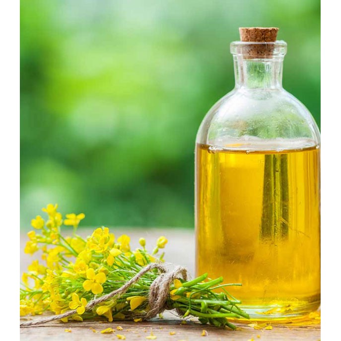 25,000 เมล็ด คาโนลา - Canola (Rapeseed)