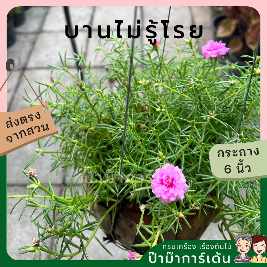 มุมมอง 3