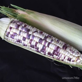 10pcs seeds jagung Mutiara ungu putih / sweet pearl white purple Corn pot friendly花园/手链/通心菜/内裤/seeds/头饰/文胸/园艺/生菜/向日葵/ MR