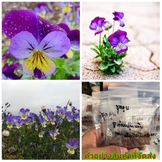 (ขาย เมล็ด) ดอก ต้น เมล็ด ไวโอล่าสามสี ไวโอล่า สามสี viola flowers สเน่ห์ต้นไม้ปลูกง่าย