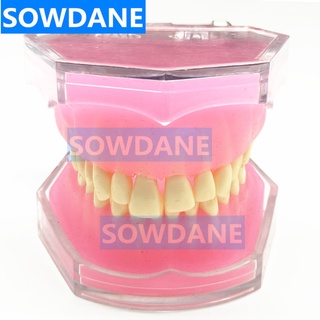 1 piece Dental 1:1 Study Teaching Model Dental Adult Standard Model Removable Teeth Soft Gum TYPODONT Model