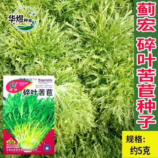 เมล็ดพันธุ์ ไวลด์ร็อกเก็ต (Wild Rocket Seed) จำนวน 5 กรัม 1000+ เมล็ด สามารถทานสดได้