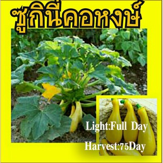 ฟักทองสครอชคอหงส์ สีเหลือง - Yellow Crookneck Squash