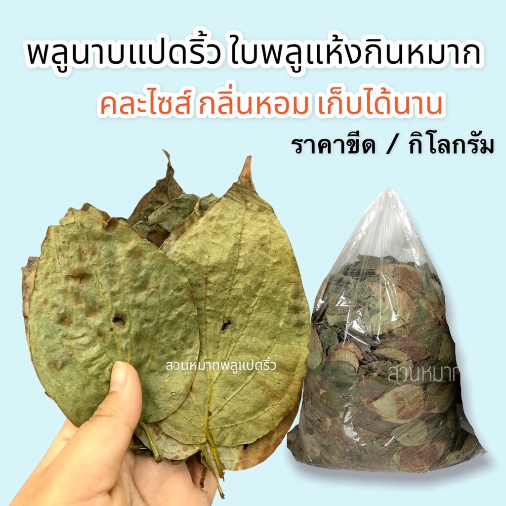 พลูนาบกินกับหมาก  ขนาด500กรัม ใบพลูนาบ คละไซส์ / ใบเล็ก