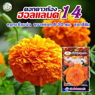 เมล็ดดอกดาวเรือง ลูกผสม ฮอลแลนด์14 ดอกสีส้ม F-1MARIGOLD ตราภูเขาทอง เมล็ดพันธุ์ดอกดาวเรือง  เมล็ดพันธุ์ดอกไม้ เมล็ดดอกไม