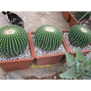 ถังทองไร้หนาม Echinocactus grussonii v inermis (10 เมล็ด)