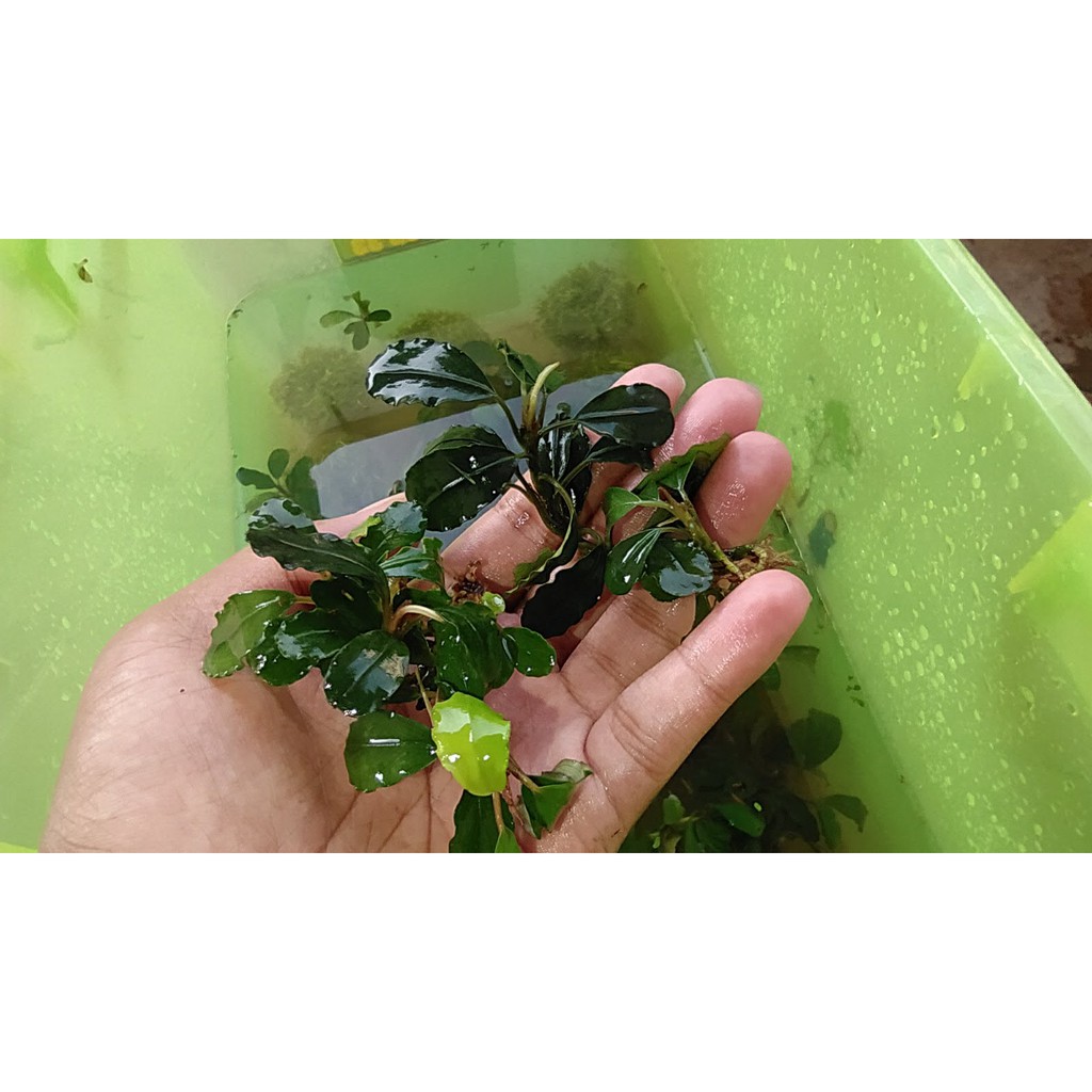 Aquascape Bucephalandra Sp Theia Green