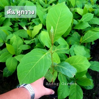 ต้น หูกวาง ต้นละ 35 บาท ปลูกให้ร่มเงา ใบแห้งเป็นอาหารกุ้งปลา