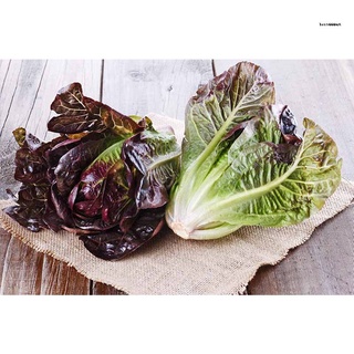 Premium Pack Royal Green Romaine Lettuce Vegetable Seeds (6000 seeds ) - Basic Farm Houseสร้อยข้อมือ/กระโปรง/เสื้อ/เมล็ด