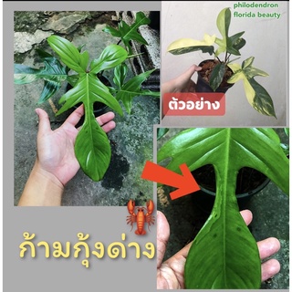 ก้ามกุ้งด้าง(ด่างน้อย)สายลุ้นห้ามพลาด🦐☘️🦐พันธ์ด่าง philodendron florida beauty