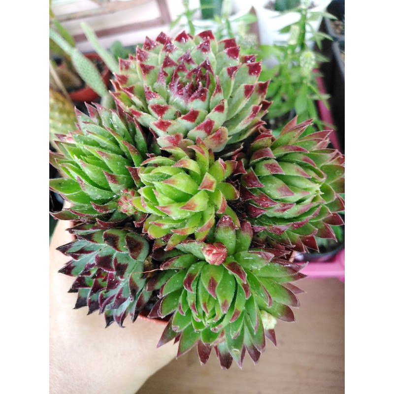 ไม้อวบน้ำ, กุหลาบ​หิน​Sempervivum​ mix​