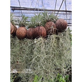 Tillandsia usneoides เคราฤษี ลูกตีนเป็ด สัปรดสี สัปปะรดสี ใส่ลูกตีนเป็ด ใส่เคราฤาษี 1มั