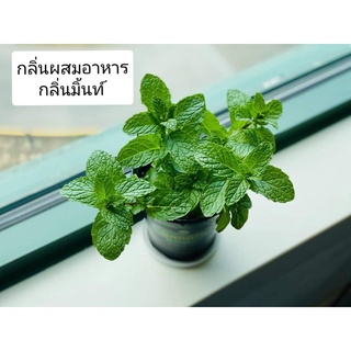 กลิ่นผสมอาหาร กลิ่นมิ้นท์เข้มข้น ขนาดทอลอง 50 กรัมเข้มข้นเบส PG (MT00222  MINT  FLAVOR)