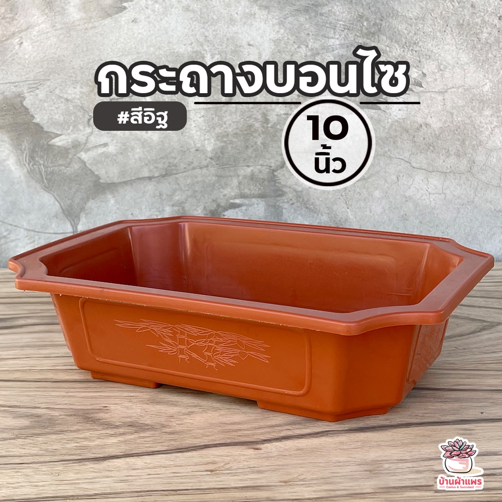 กระถางบอนไซ 10 นิ้ว #สีอิฐ กระถางสี่เหลี่ยมผืนผ้าพลาสติก แคคตัส กระบองเพชร ไม้อวบน้ำ Cactus&amp;Succulent