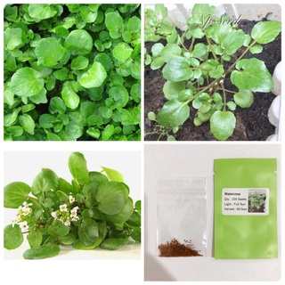 วอเตอร์เครส (แท้) เมล็ด Watercress ❌ไม่ใช่ผักเป็ด❌