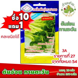 (ซื้อ10แถม1) เมล็ดพันธุ์ ทานตะวันอ่อน Sunflower sprout ประมาณ 350เมล็ด 3A สามเอ ทานตะวันงอก ต้นอ่อนทานตะวัน ผักสวนครัว