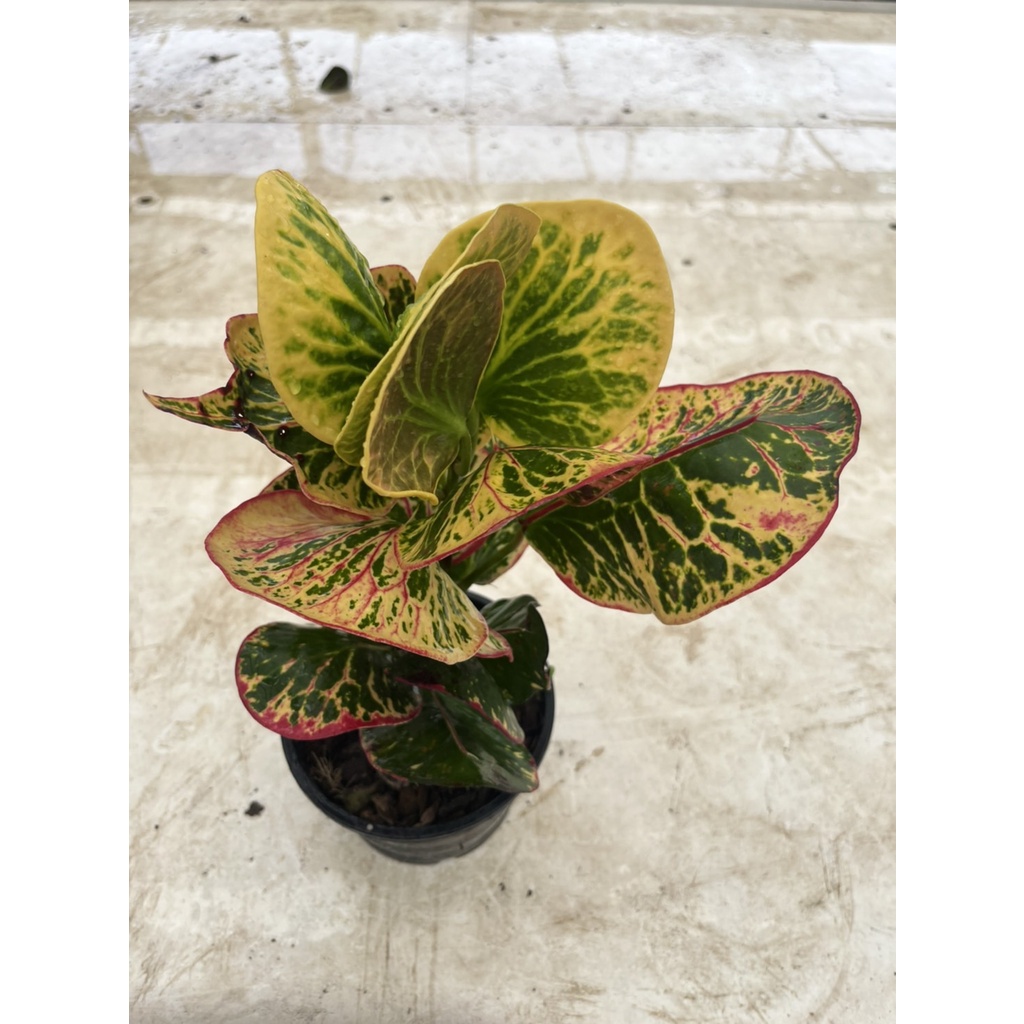 มุมมอง 3