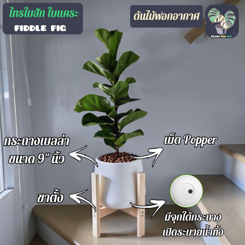 ต้นไทรใบสักใบแคระ FiddleFig ต้นใหญ่สูง70-100cm.(ต้นไม้ฟอกอากาศ) พร้อมกระถางเบลล่า9"นิ้ว+เม็ดPopper+ขาตั้ง