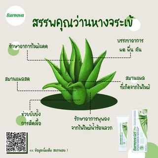 Burnova Gel Plus เบอร์นโนว่า เจล พลัส 70 กรัม เจลว่านหางจระเข้