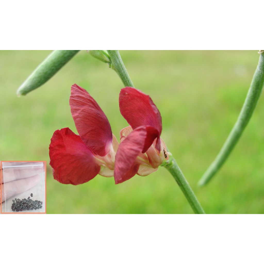 50 เมล็ด เมล็ดพันธ์ถั่วผี ดอกแดงเป็นแหล่งอาหารสัตว์ตามธรรมชาติสำหรับแทะเล็มของโค กระบือ ปลูกเป็นพืชคลุมดินเพื่อเพิ่มธาตุ