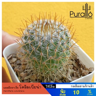 ต้นกระบองเพชร แมมมิลลาเรีย โคลัมเบียน่า Mammillaria columbiana ไม้เพาะเมล็ด #cactus #แคคตัส