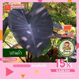 บอน บอนดำ โคโลคาเซีย แบล็คเมจิก Colocasia Black Magic พันธุ์แท้ ส่งแบบตัดใบ ใบมีสีดำเด่นสะดุดตา ก้านใบสีแดงอมม่วงเกือบดำ