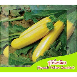 เมล็ดพันธุซูกินี่ สีเหลือง (Squash Yellow Zucchini) 10 เมล็ด เมล็ดซูกินี่ ปลูกซูกินี่ แตงซูกินี่ ปลูกแตงซูกินี