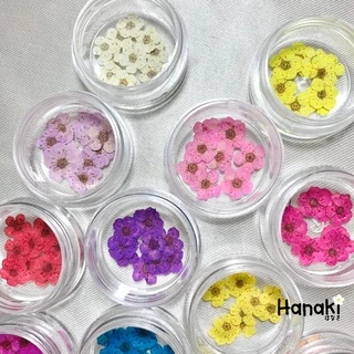 【พร้อมส่ง】ดอกพลัม ดอกพลัมทับแห้ง (Plum)💐กระปุกละ 10 ดอก Pressed Flowers💐